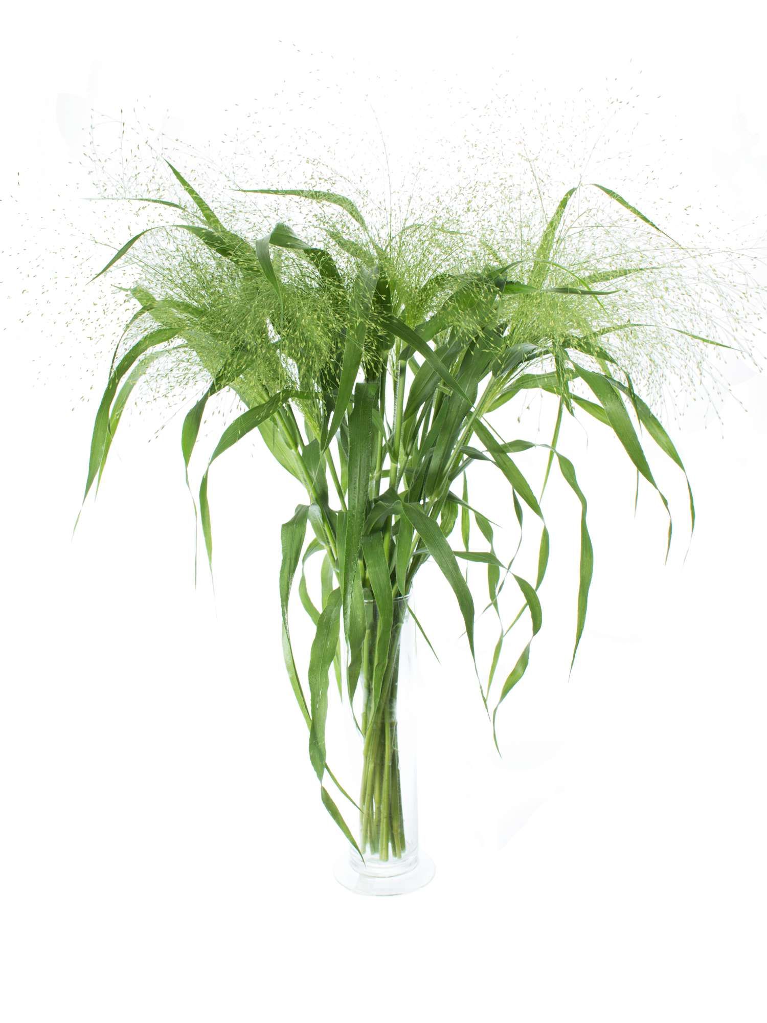 Panicum