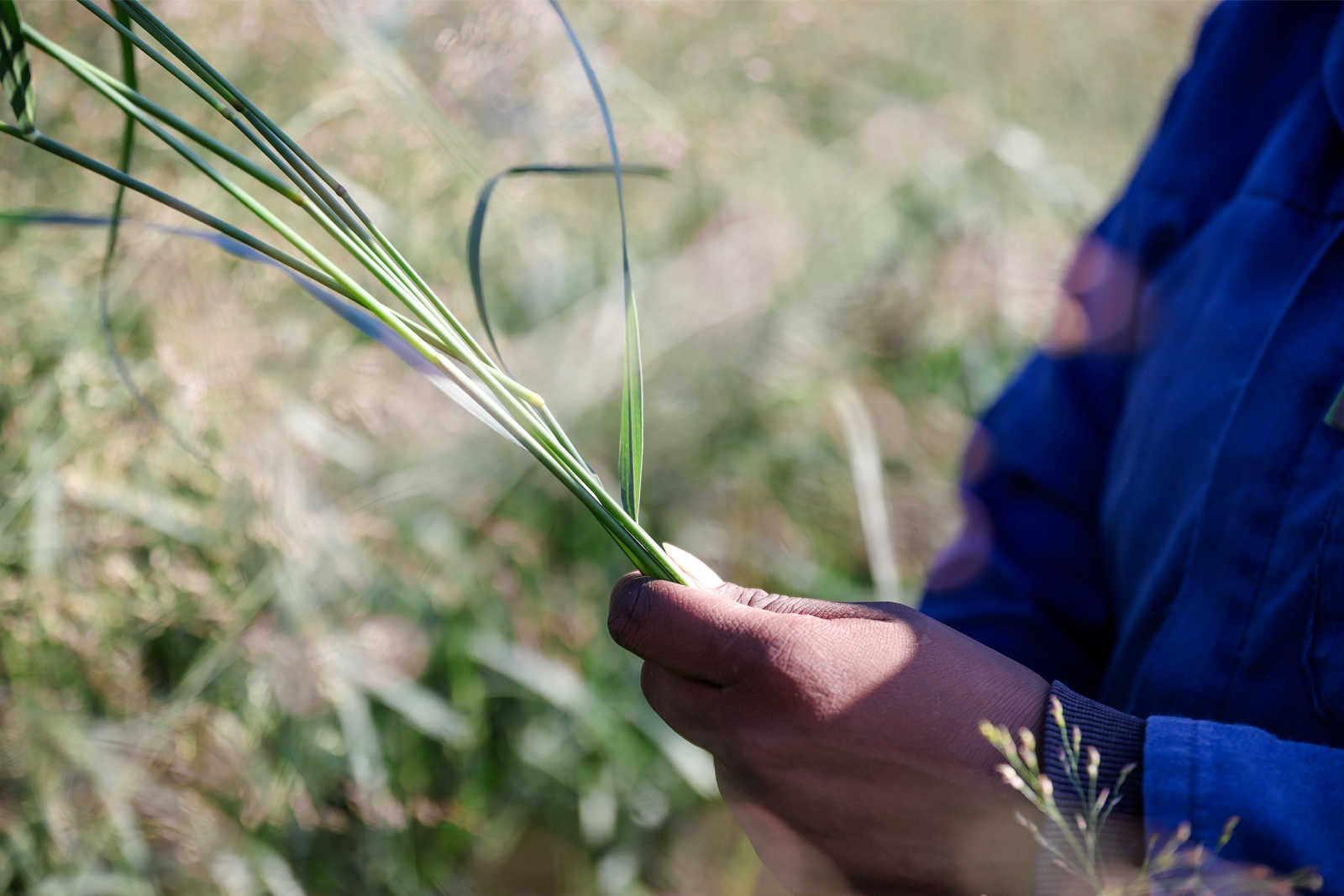 Teaming up with growers